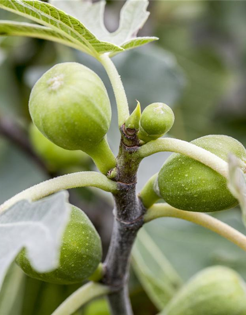 Ficus carica