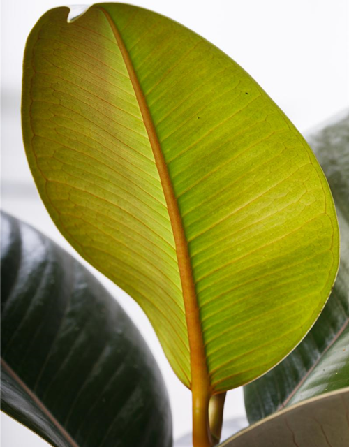 Ficus elastica