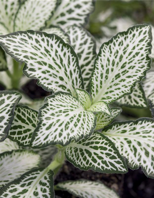 Fittonia verschaffeltii