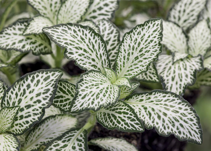 Fittonia verschaffeltii