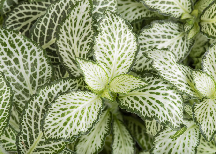 Fittonia verschaffeltii