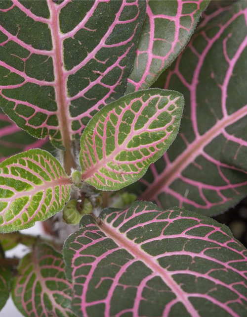 Fittonia verschaffeltii