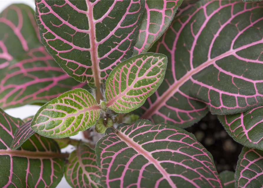 Fittonia verschaffeltii