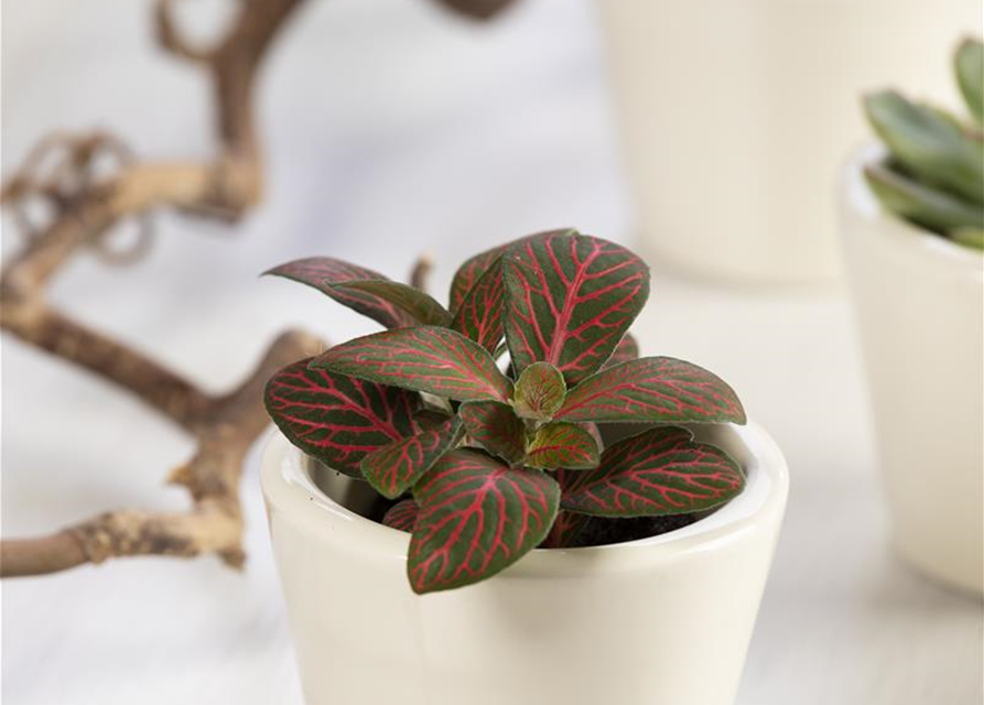 Fittonia verschaffeltii