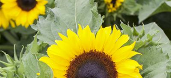 Helianthus annuus