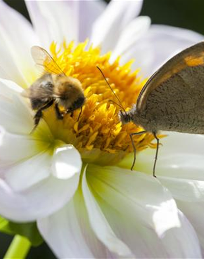 Insektenweide