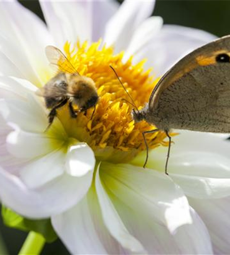 Insektenweide