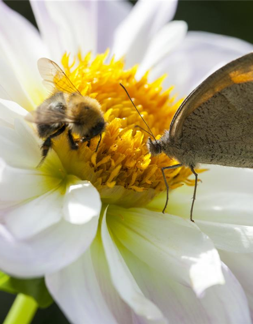 Insektenweide