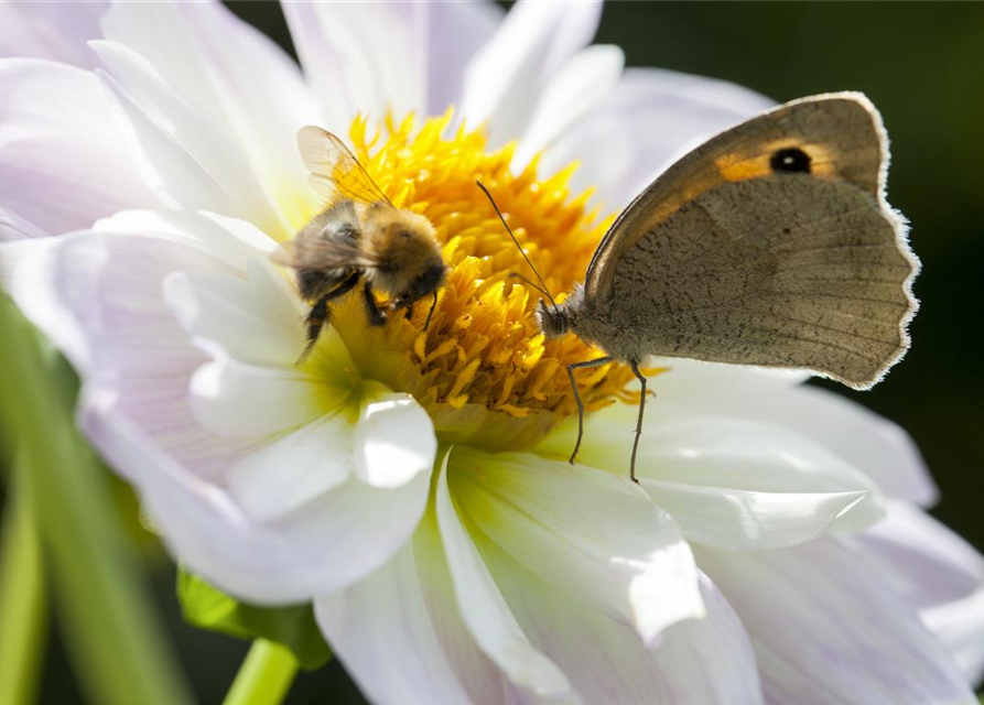 Insektenweide