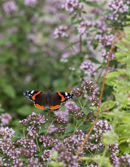 Insektenweide