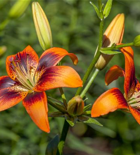 Lilium Asiatic