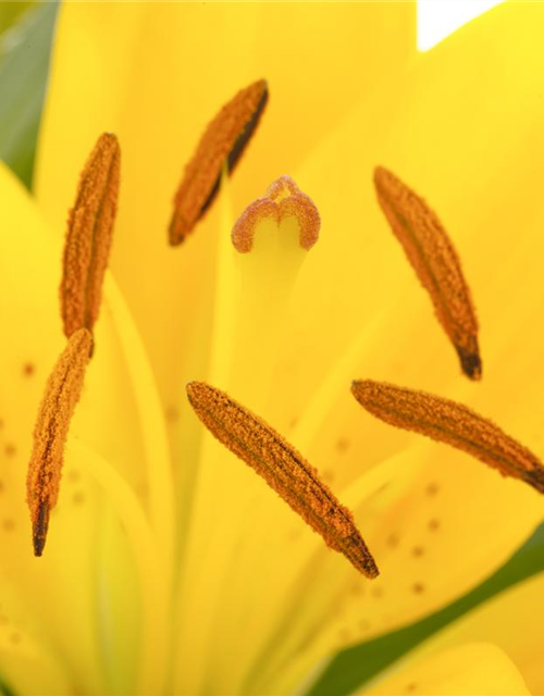 Lilium Asiatic