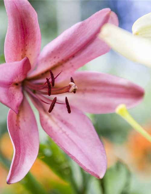 Lilium Asiatic