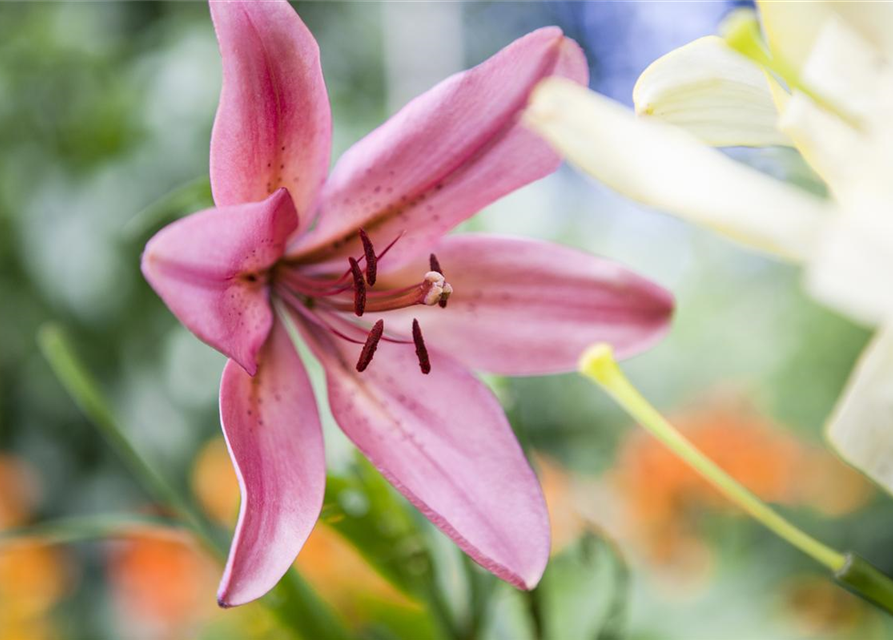 Lilium Asiatic