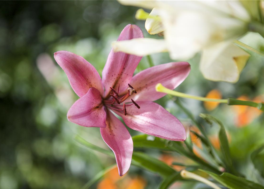 Lilium Asiatic