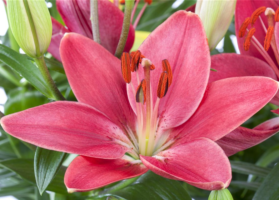 Lilium Asiatic