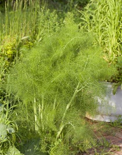 Foeniculum vulgare