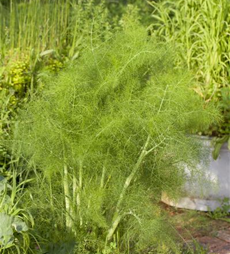 Foeniculum vulgare