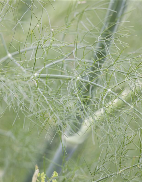 Foeniculum vulgare