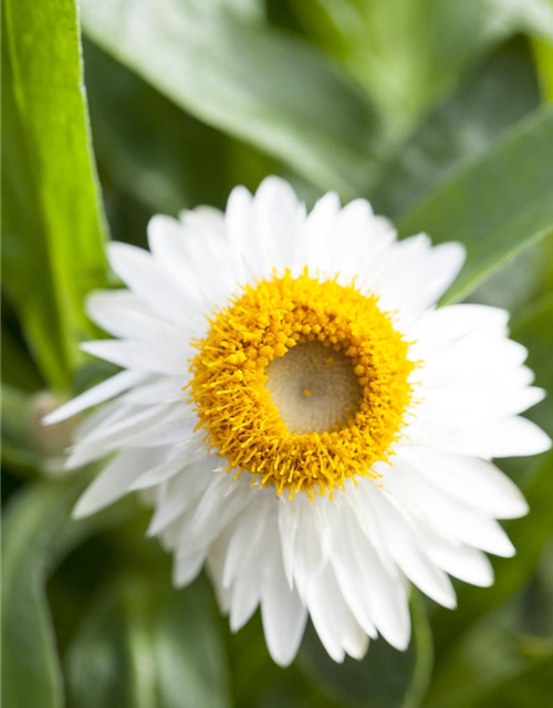 Helichrysum bracteatum