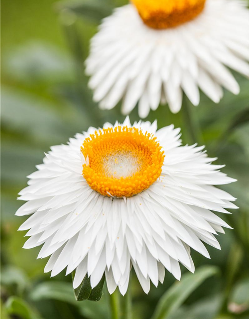 Helichrysum bracteatum