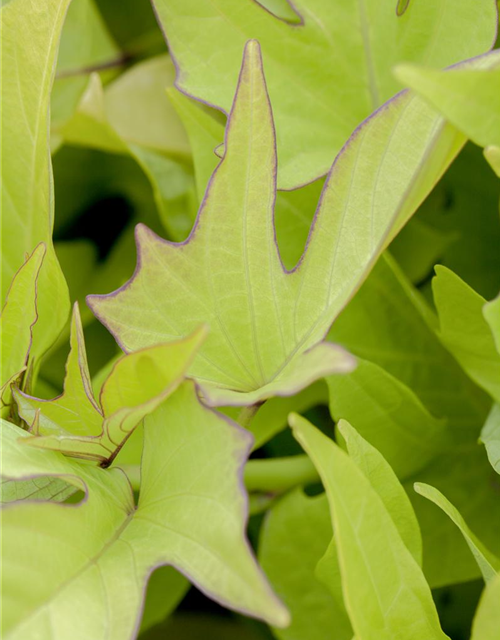 Ipomoea batatas