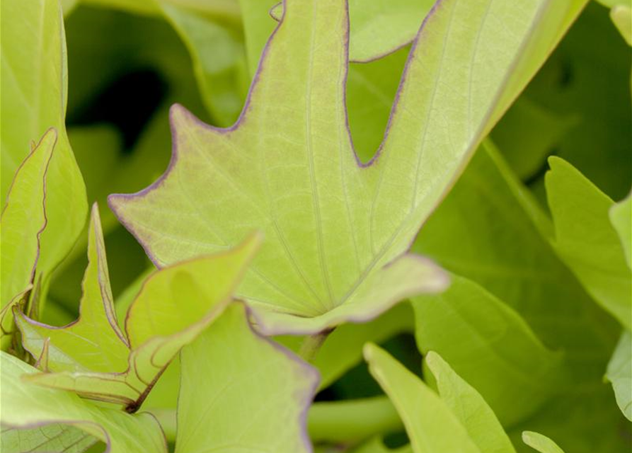 Ipomoea batatas