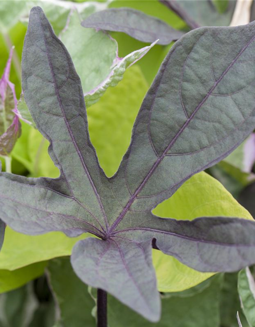 Ipomoea batatas