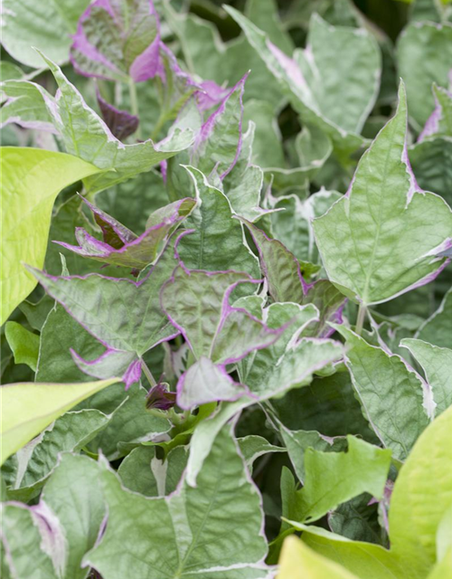 Ipomoea batatas