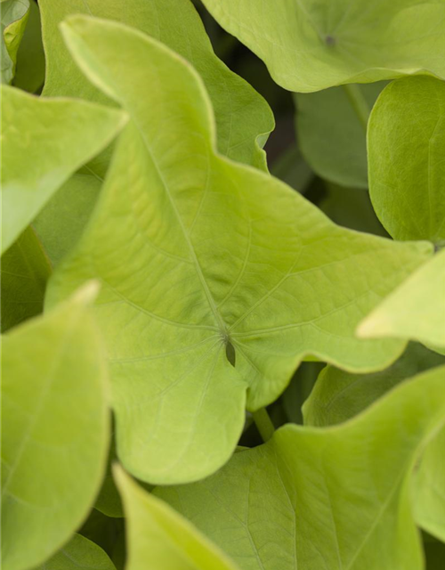 Ipomoea batatas