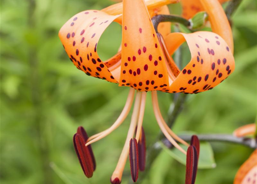 Lilium martagon