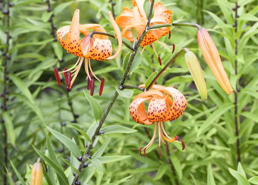 Lilium martagon