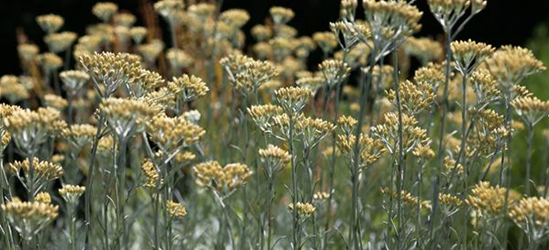 Helichrysum italicum