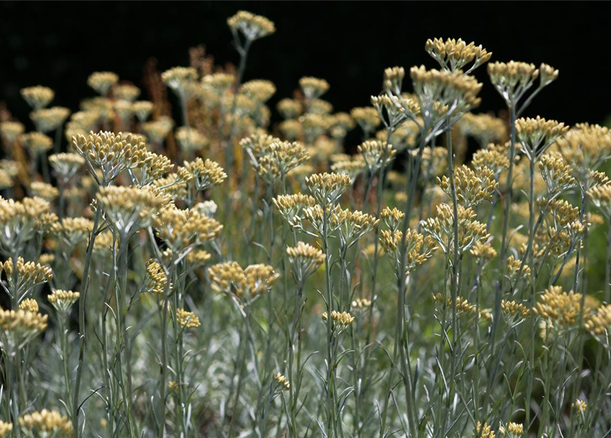 Helichrysum italicum