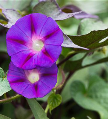 Ipomoea tricolor