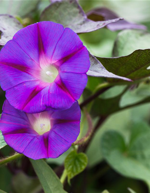 Ipomoea tricolor