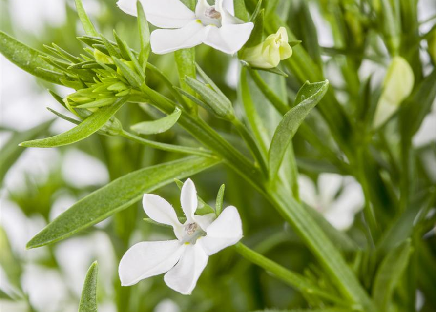 Lobelia erinus