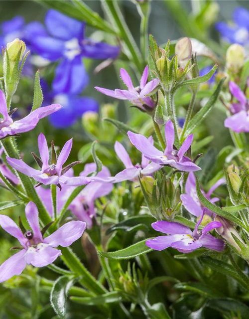 Lobelia erinus