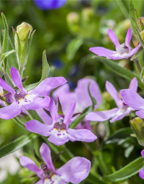 Lobelia erinus