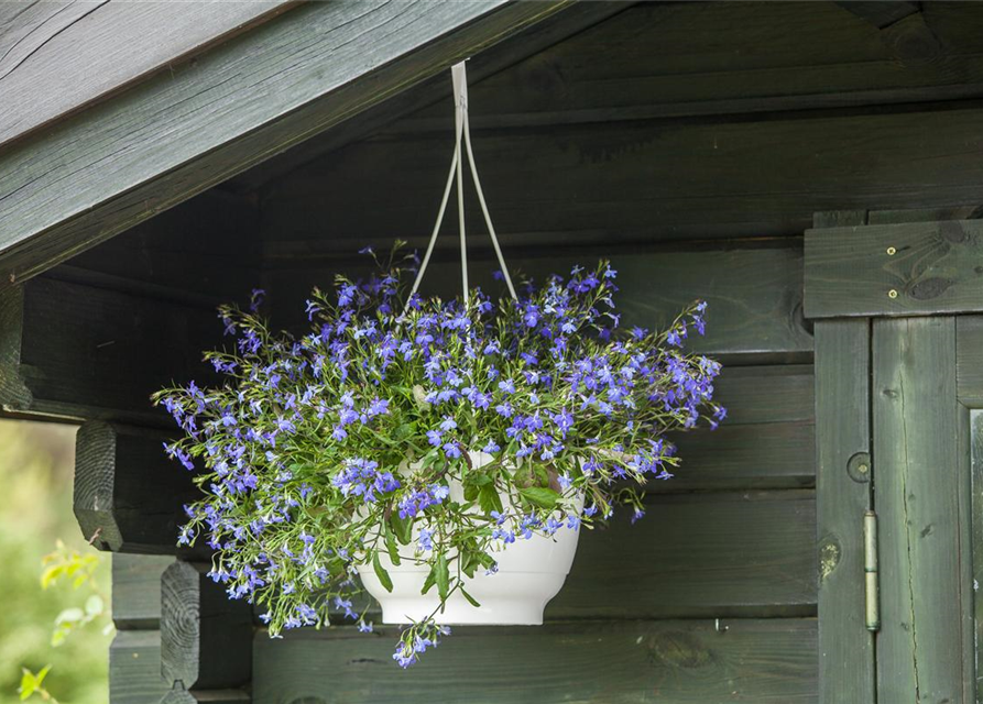 Lobelia erinus