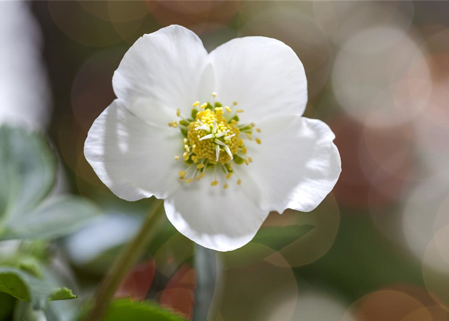 Helleborus niger