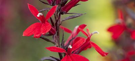 Lobelia x speciosa