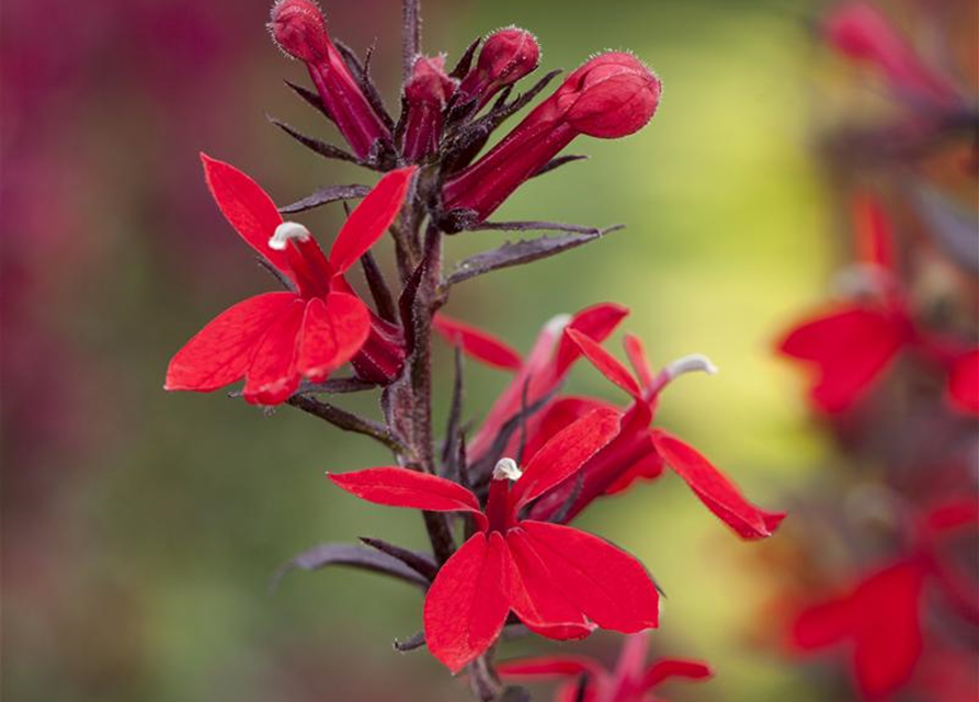 Lobelia x speciosa