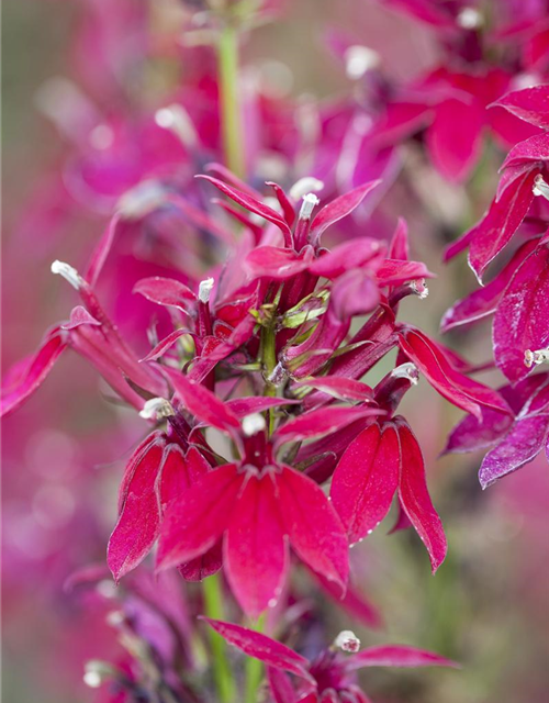 Lobelia x speciosa