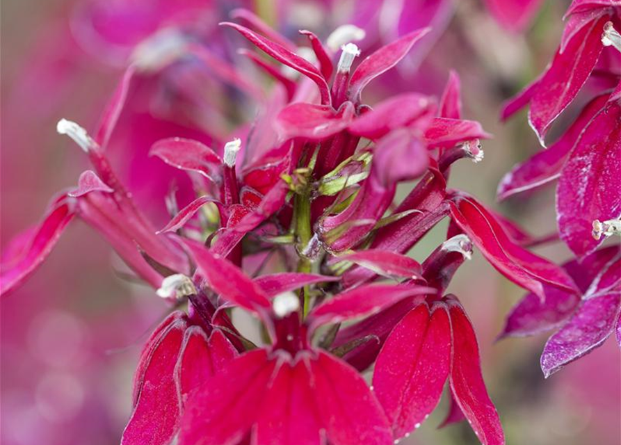 Lobelia x speciosa