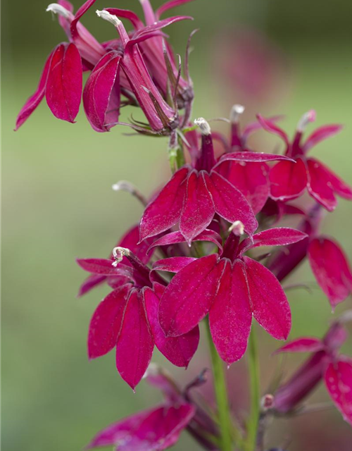 Lobelia x speciosa