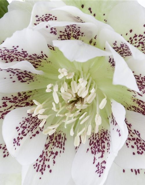 Helleborus orientalis