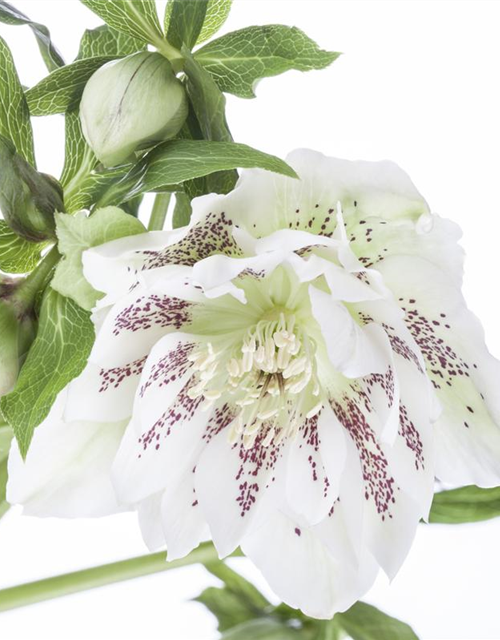 Helleborus orientalis