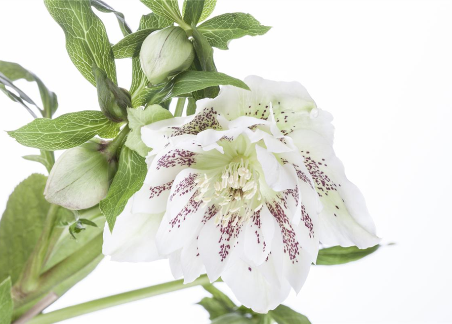 Helleborus orientalis