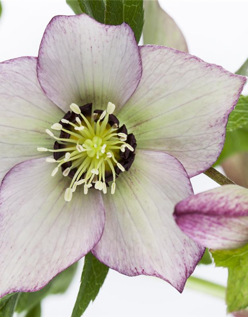 Helleborus orientalis